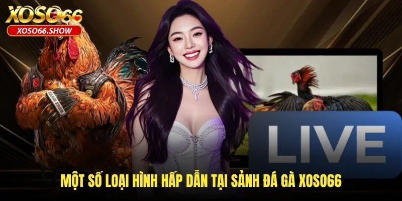 Một số loại hình hấp dẫn tại sảnh đá gà XOSO66 Một số loại hình hấp dẫn tại sảnh đá gà XOSO66